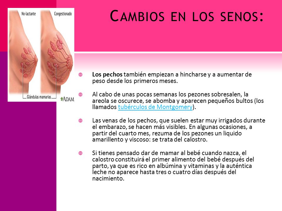 cambios en los senos primer mes de embarazo